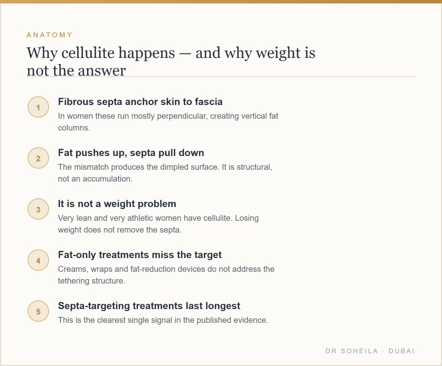 The anatomy of cellulite and why fat-focused treatments miss the target